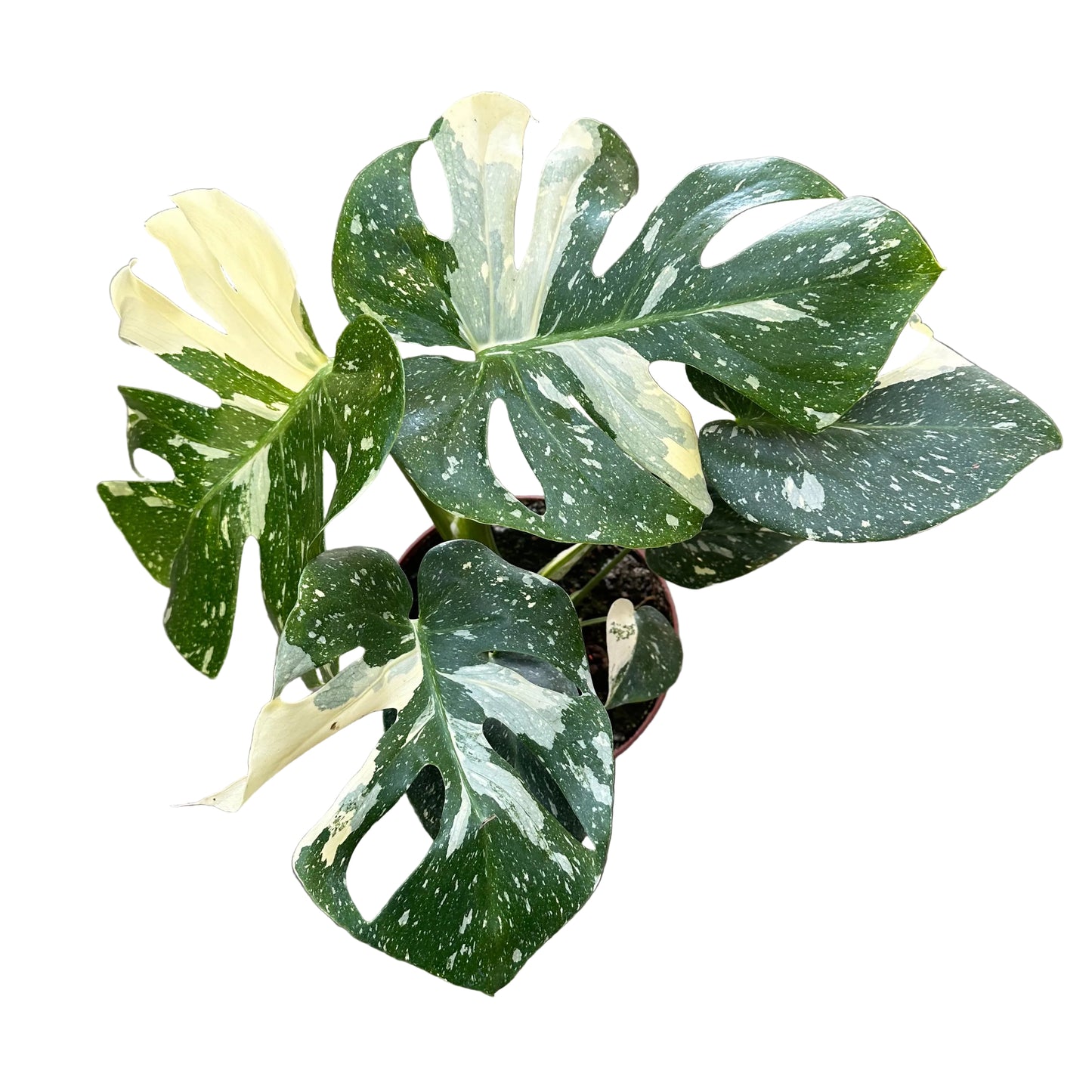 Monstera Thai Constellation M 21