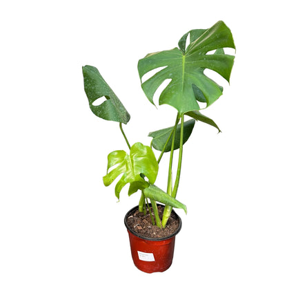Monstera M 20