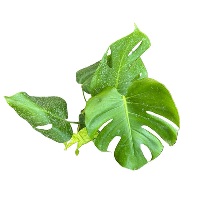 Monstera M 20