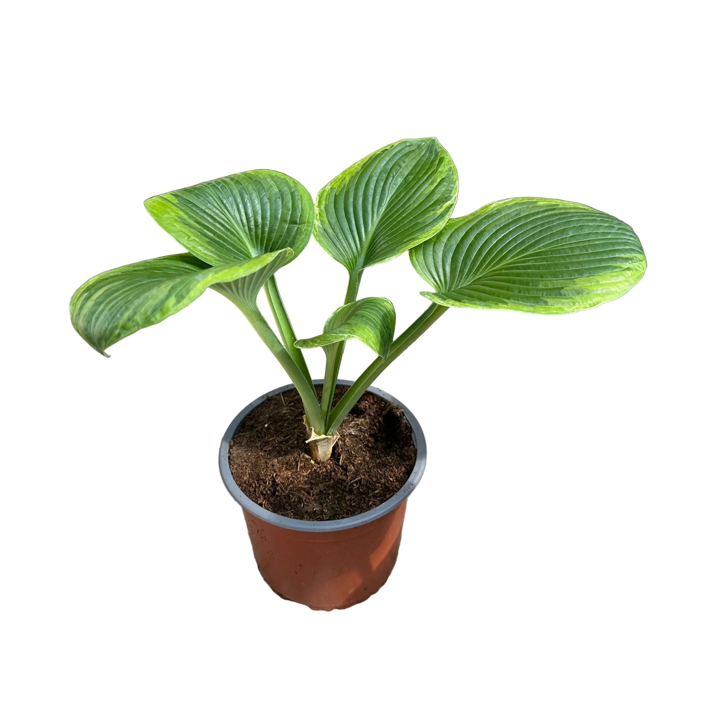 Hosta variedad 1 M 15