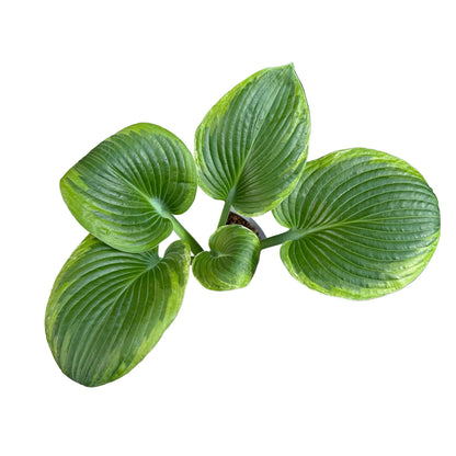 Hosta variedad 1 M 15