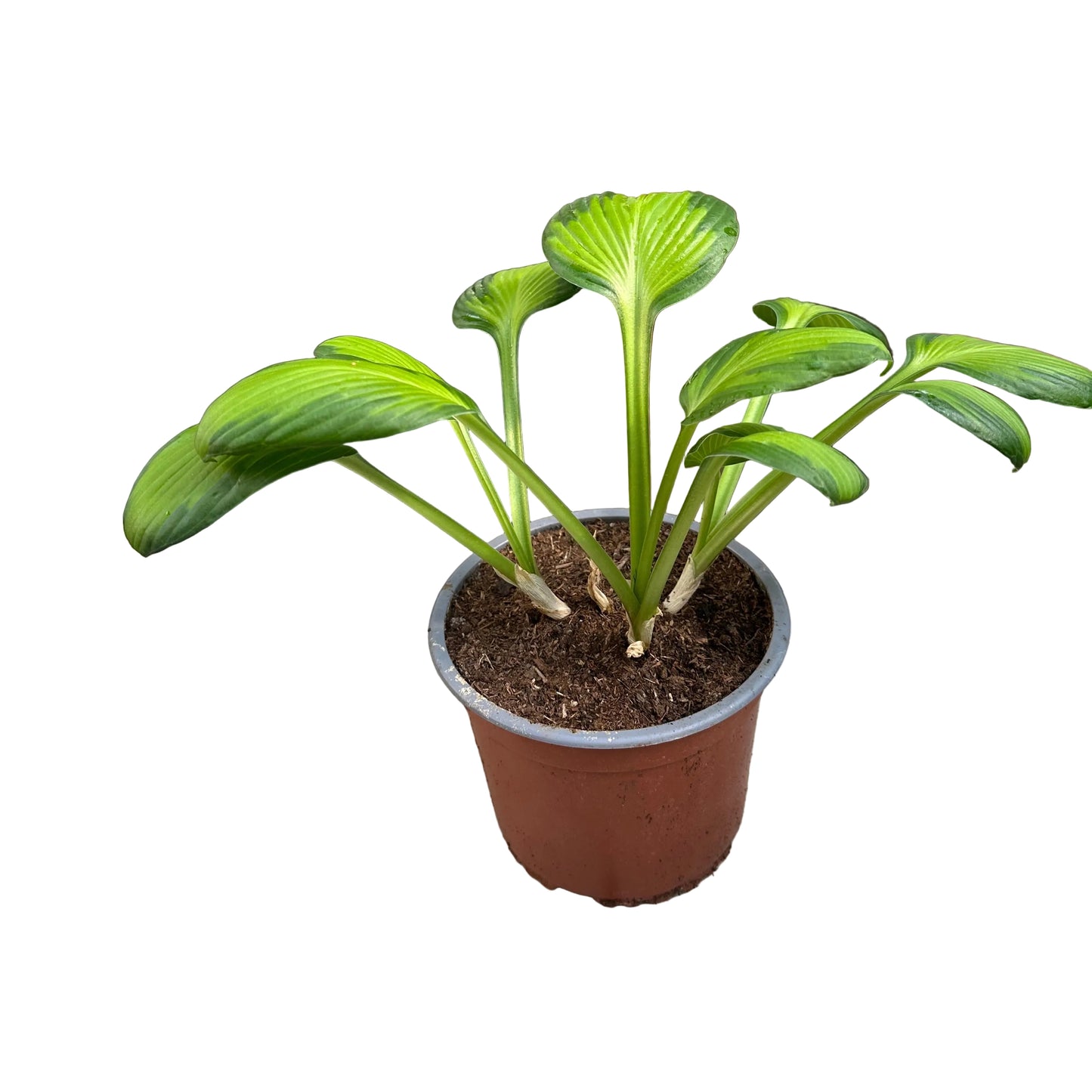 Hosta variedad 2 M 15