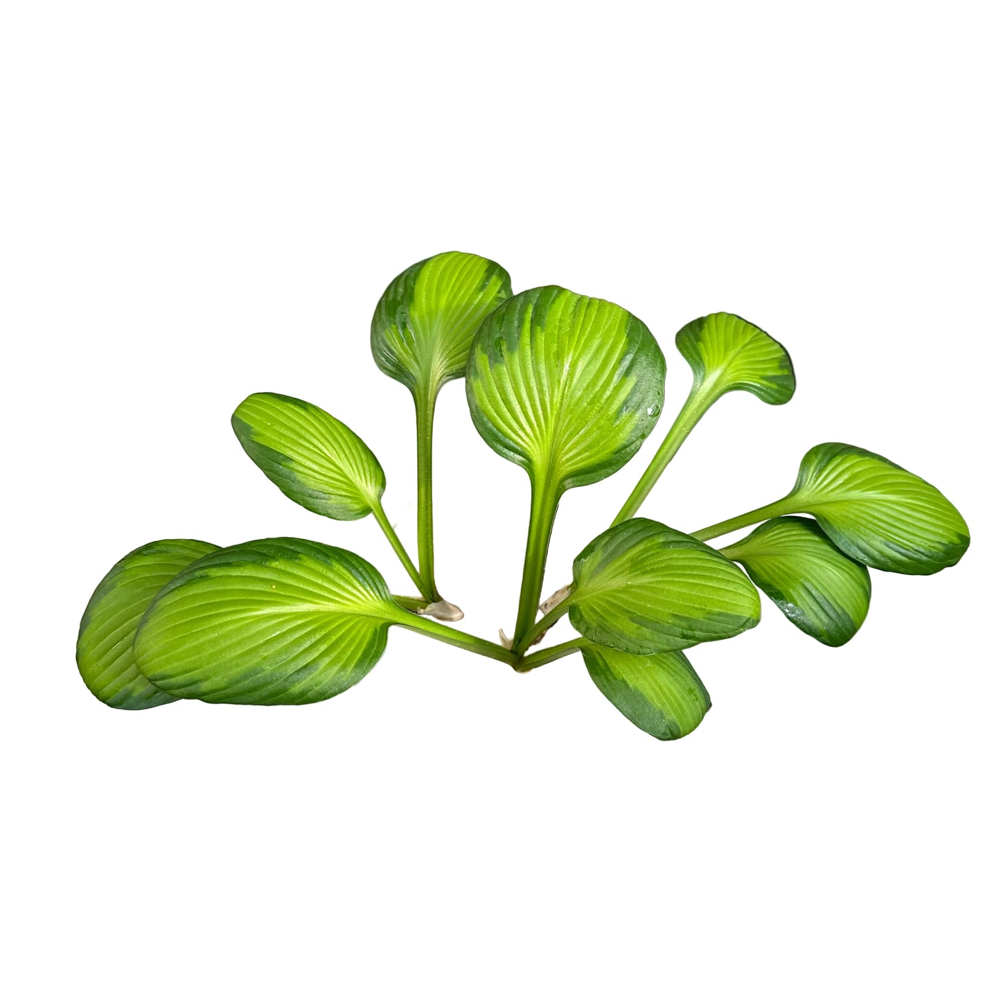 Hosta variedad 2 M 15