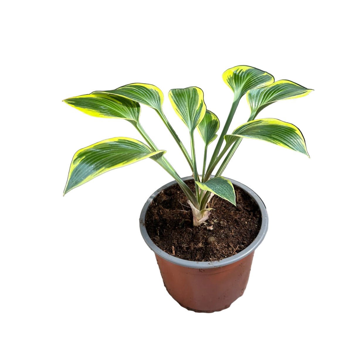 Hosta variedad 3 M 15