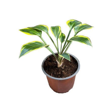 Hosta variedad 3 M 15