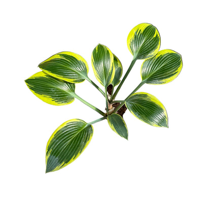 Hosta variedad 3 M 15