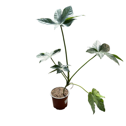 Aralia Japonica M 13