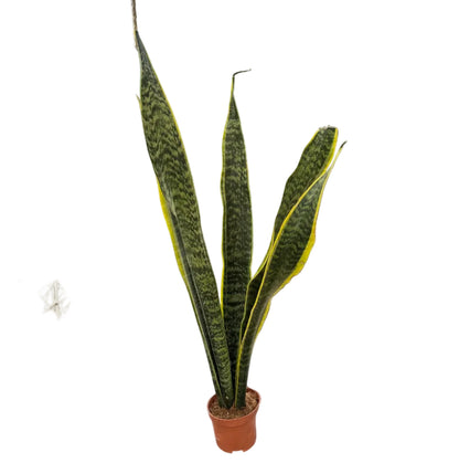 Sansevieria Laurenti