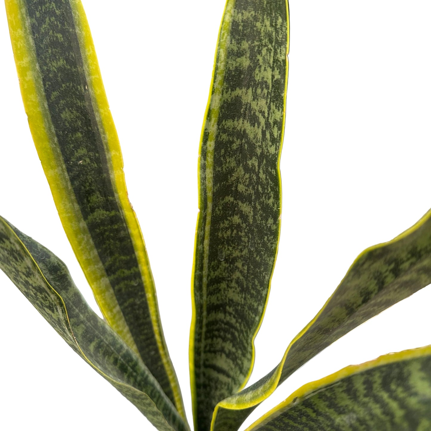 Sansevieria Laurenti