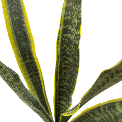 Sansevieria Laurenti