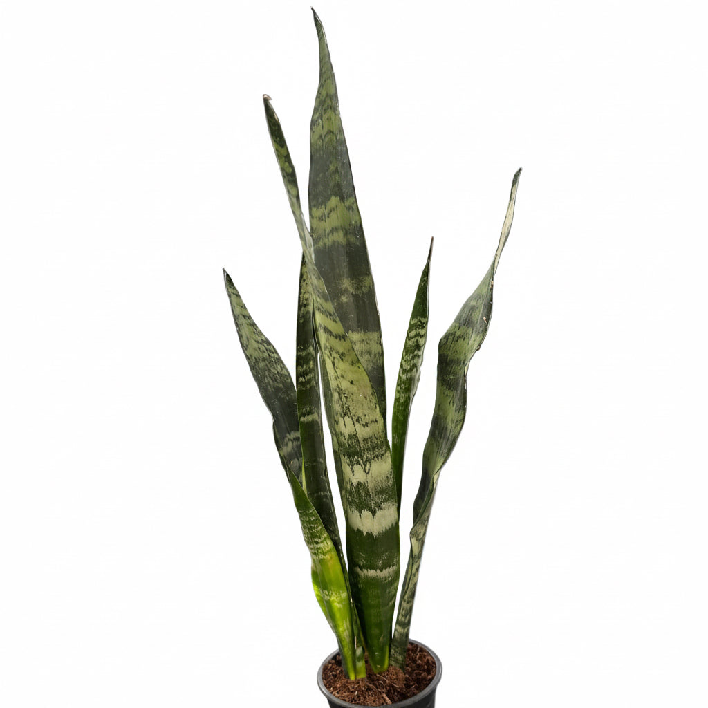 Sansevieria Black Coral