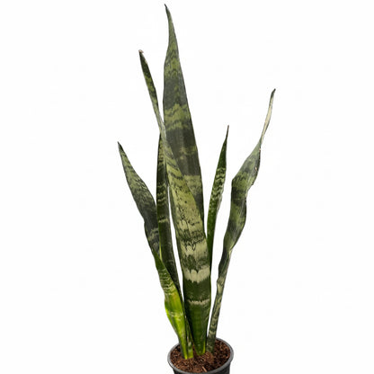 Sansevieria Black Coral