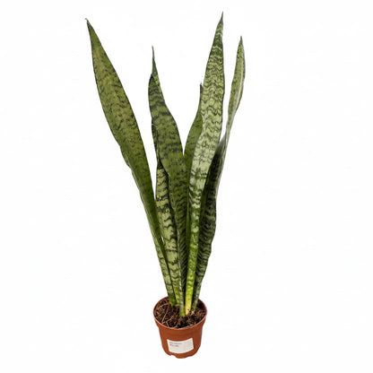Sansevieria Zeilanica