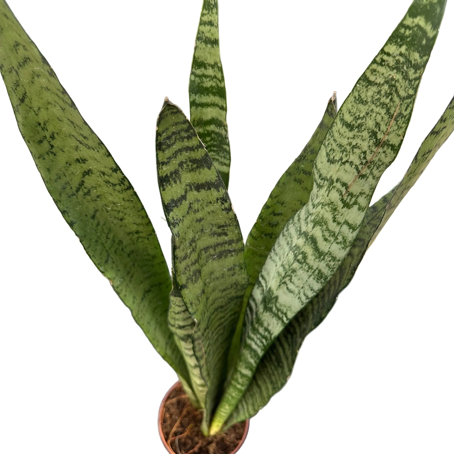 Sansevieria Zeilanica