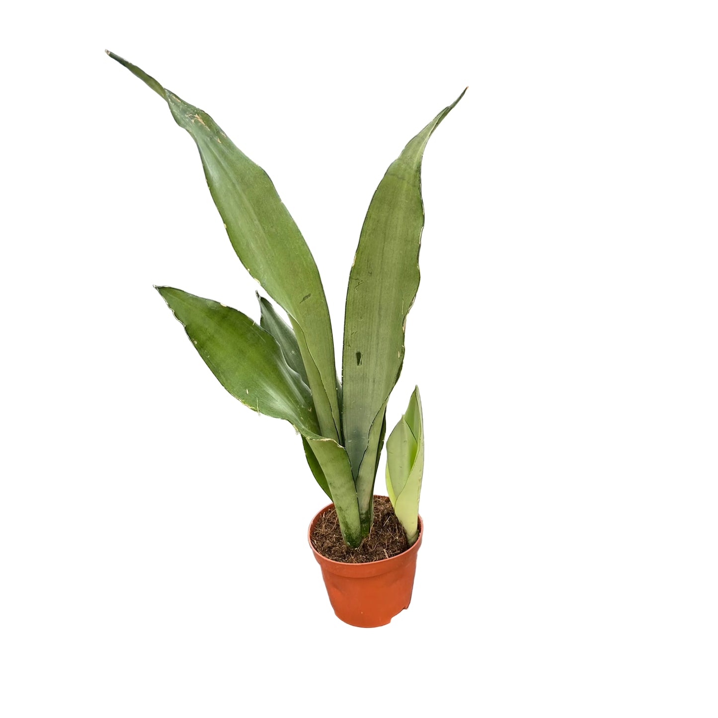 Sansevieria moonshine