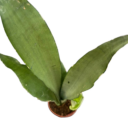 Sansevieria moonshine