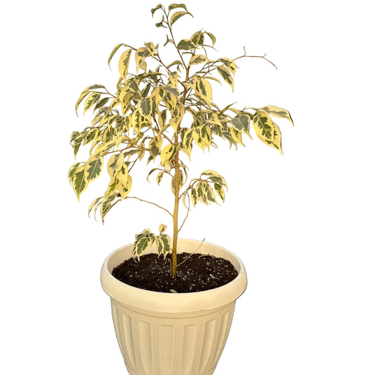 Ficus Hawai M 28