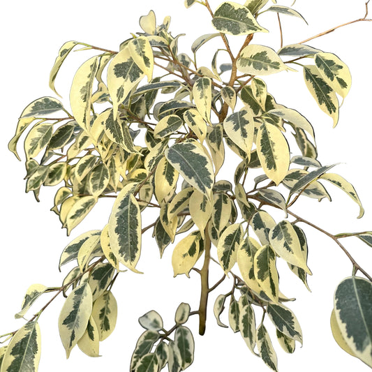 Ficus Hawai M 28