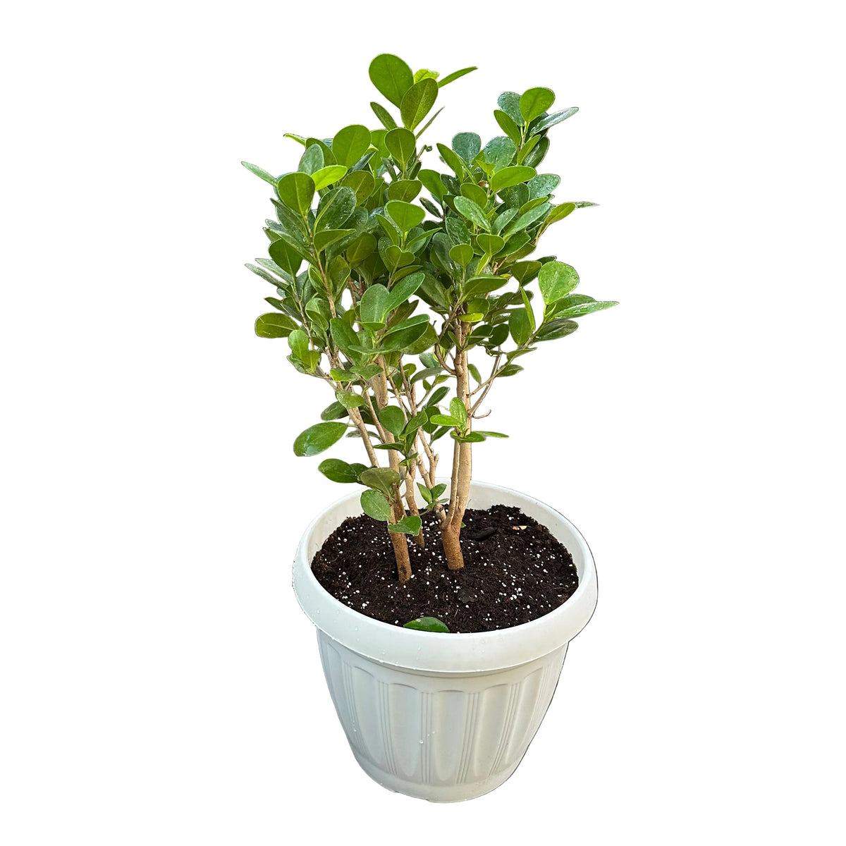 Ficus Macrocarpa M 28