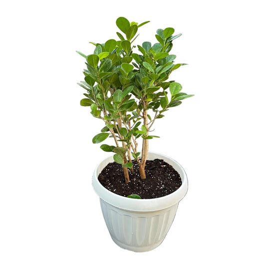 Ficus Macrocarpa M 28