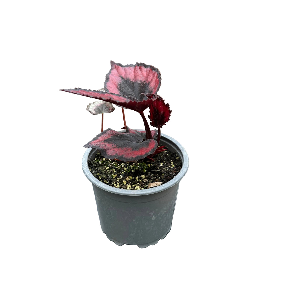 Begonia red kiss
