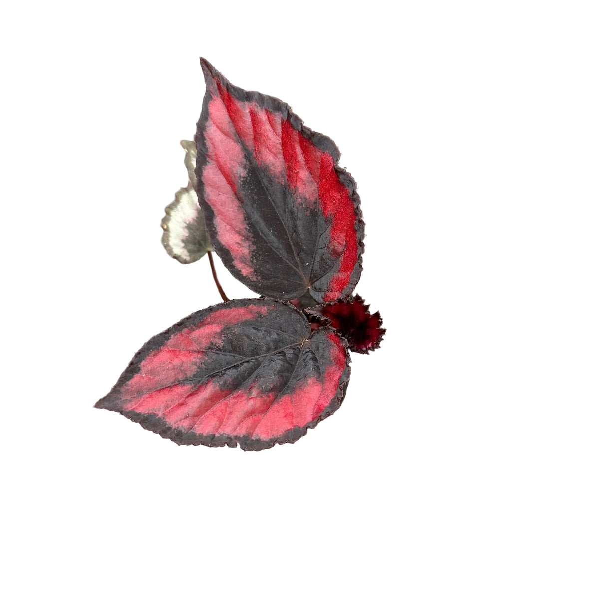 Begonia red kiss