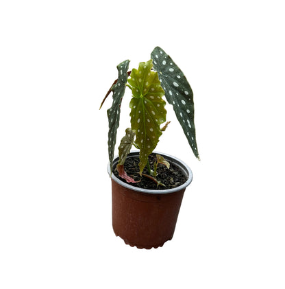 Begonia Maculata