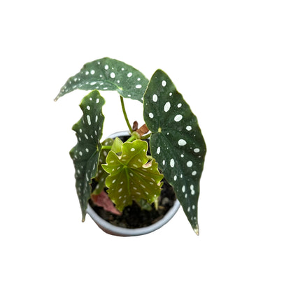 Begonia Maculata