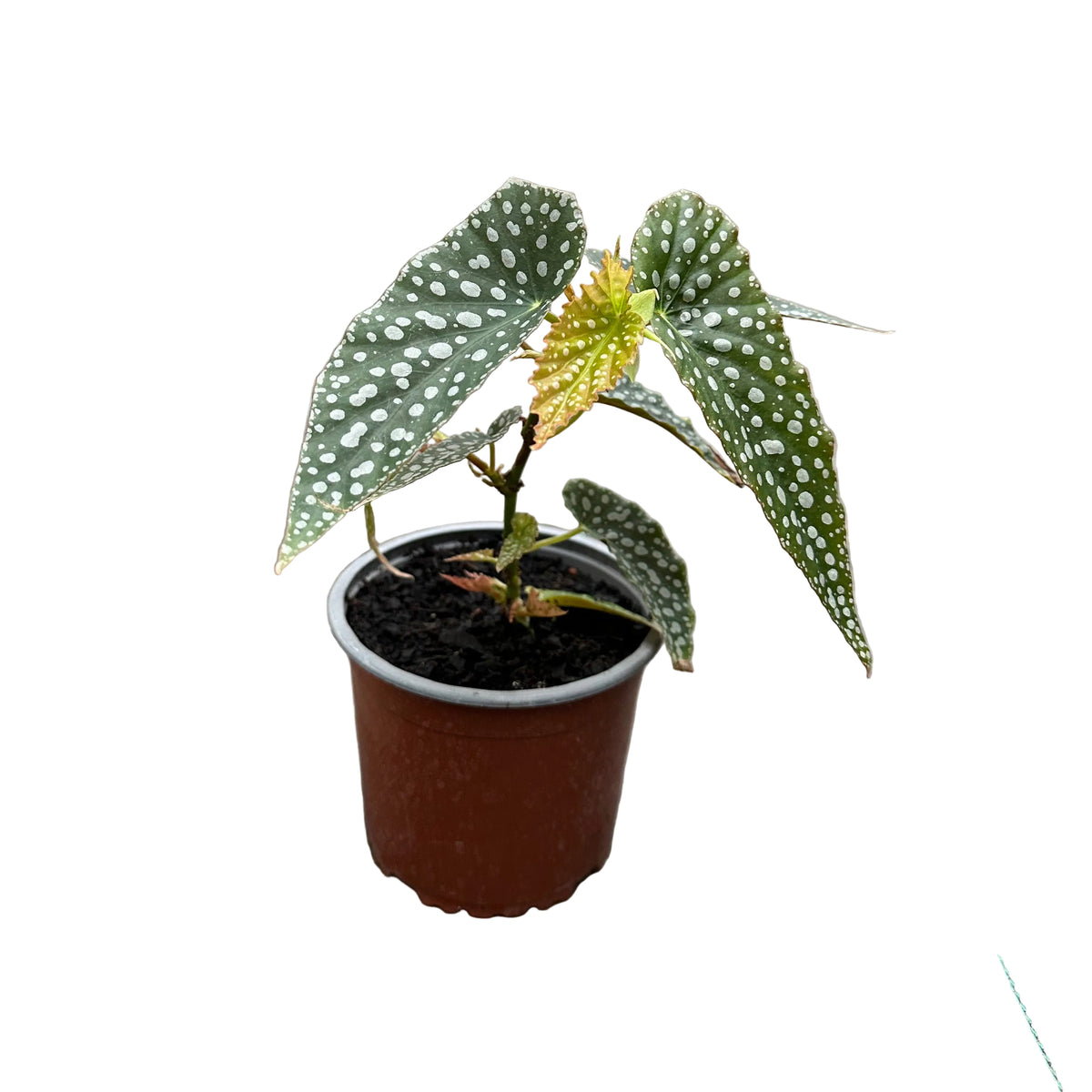 Begonia white ice