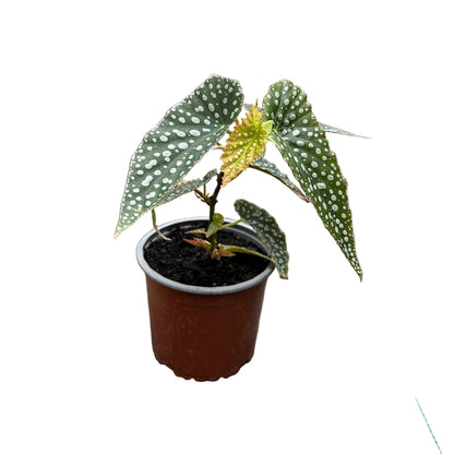 Begonia white ice
