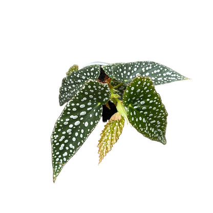 Begonia white ice