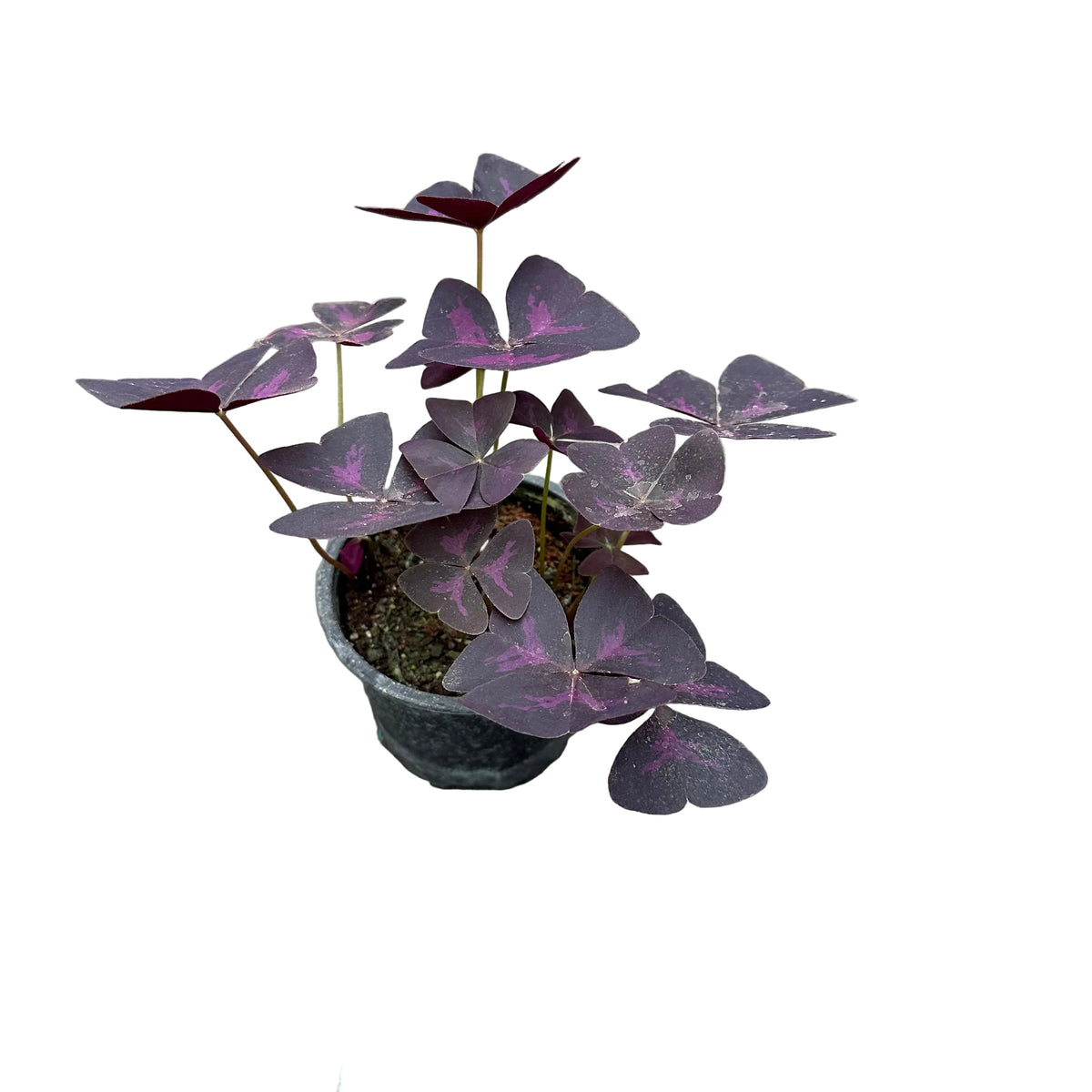 Oxalis triangular