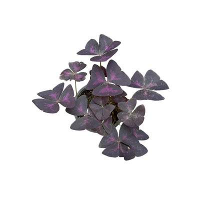 Oxalis triangular