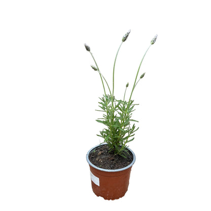 Lavanda