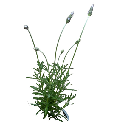 Lavanda