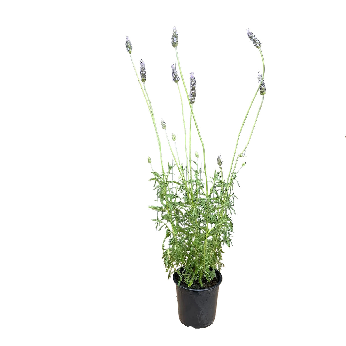 Lavanda Francesa