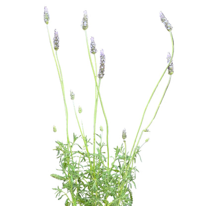 Lavanda Francesa
