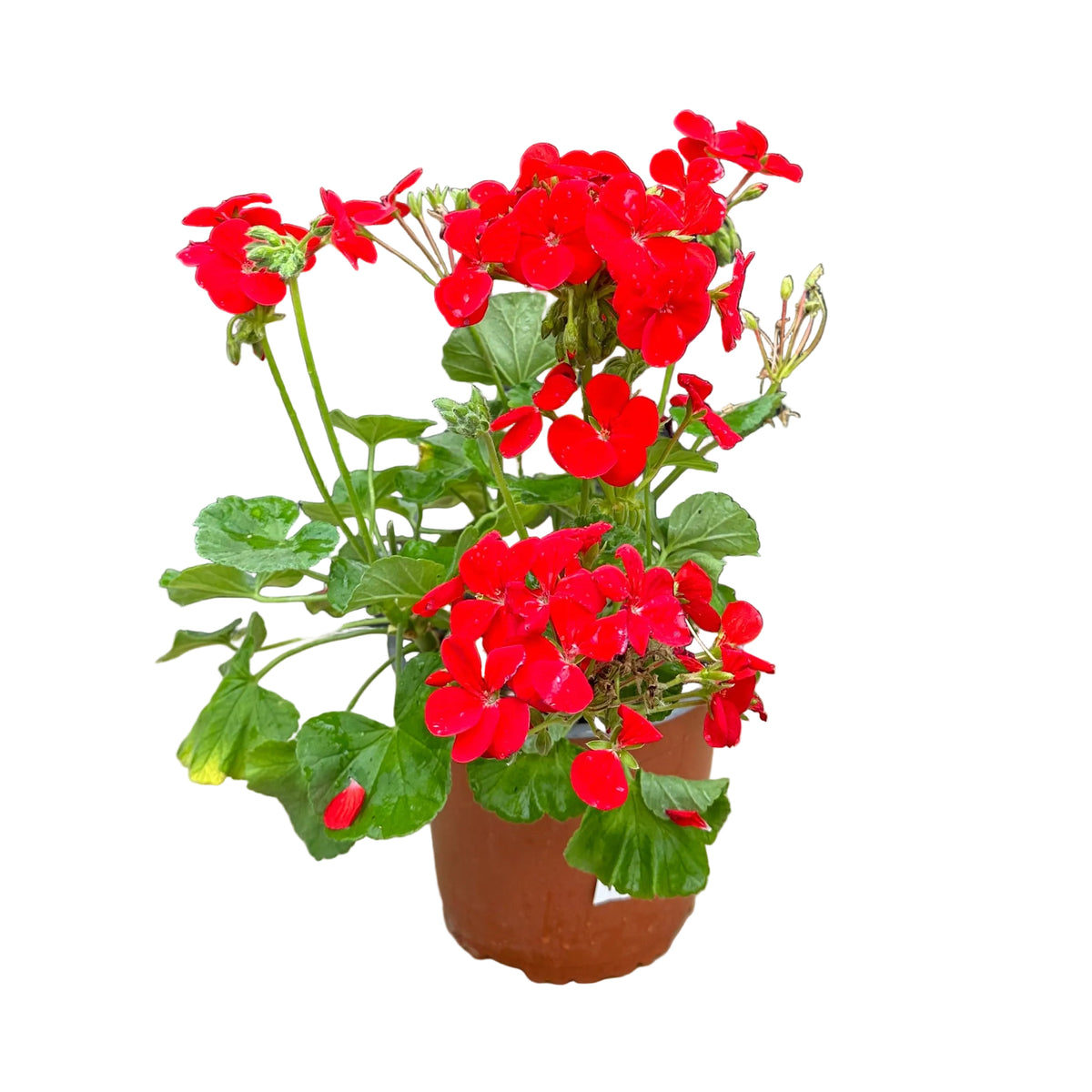 Cardenal Rojo