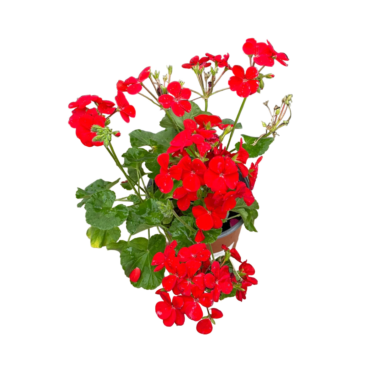 Cardenal Rojo