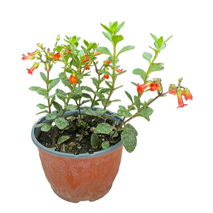 Kalanchoe Flor
