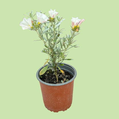 Convolvulus