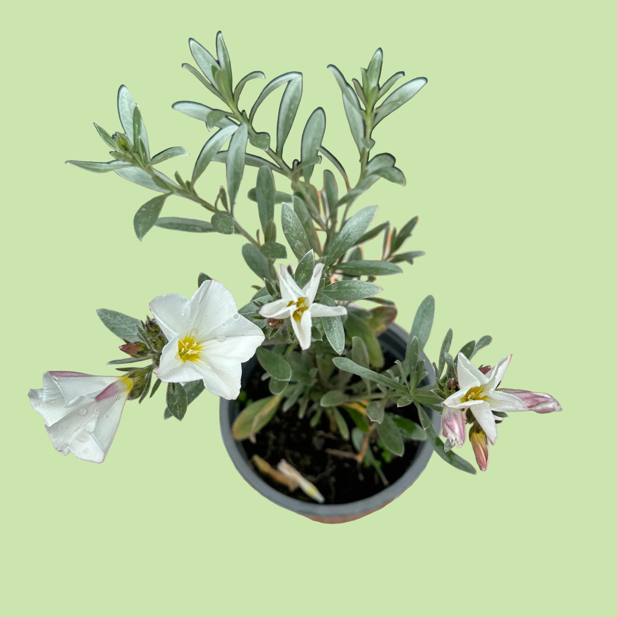 Convolvulus