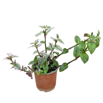 Tradescantia