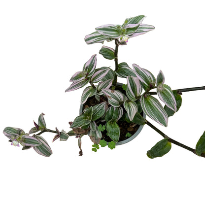 Tradescantia