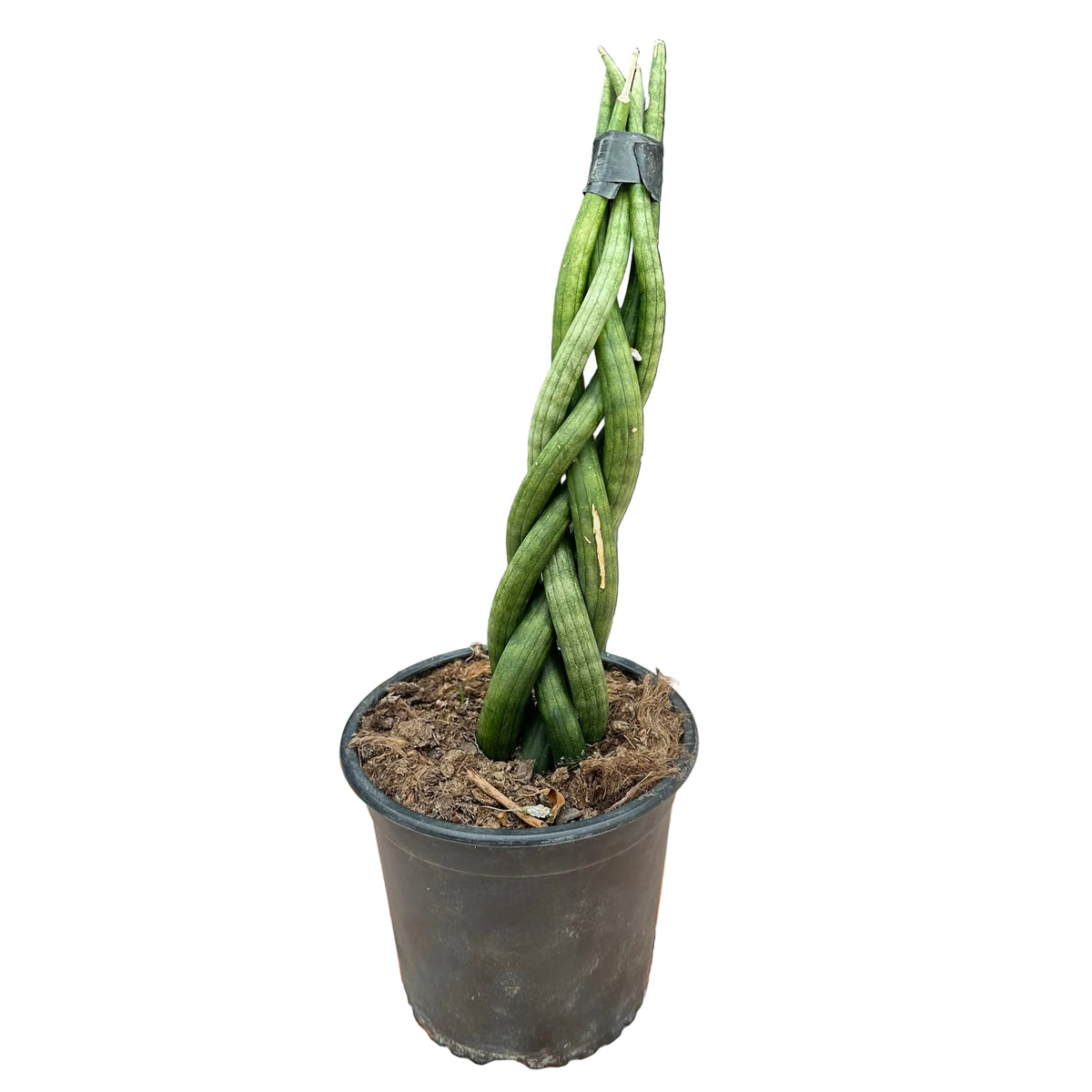 Sansivieria trenzada