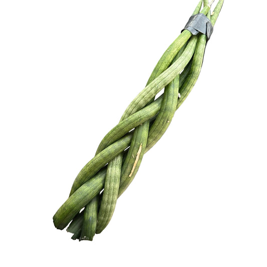 Sansivieria trenzada