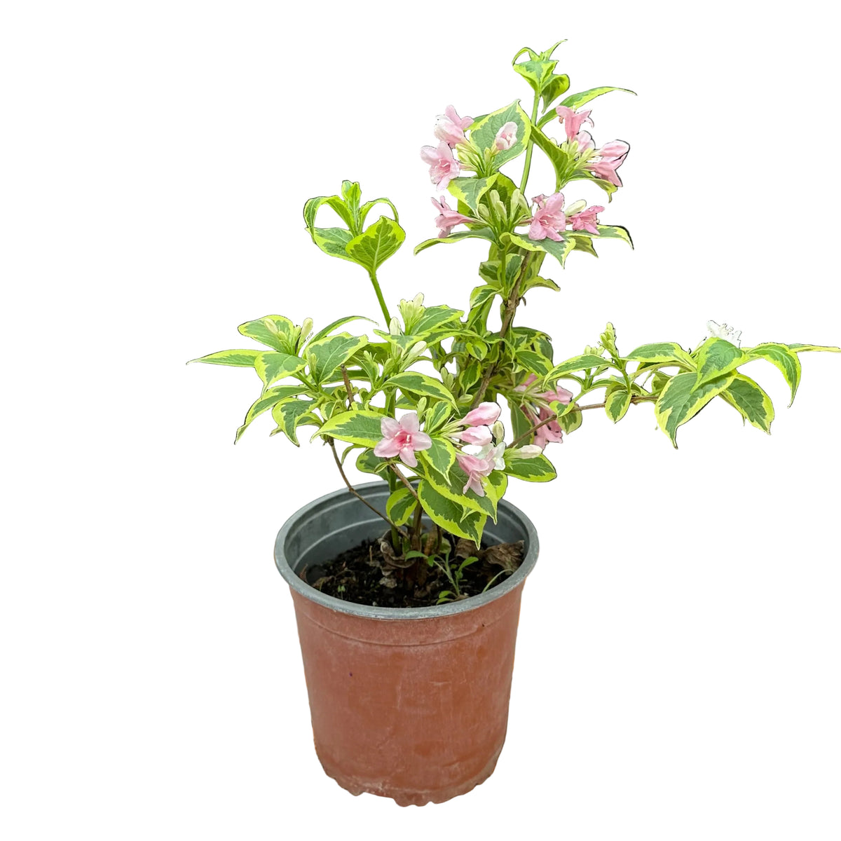 Weigela variegada