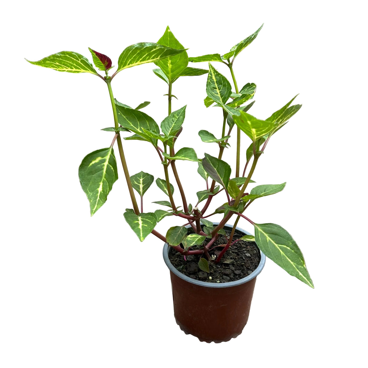 Iresine Tricolor