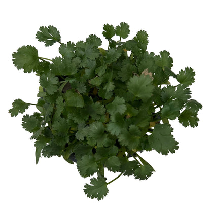 Orégano
