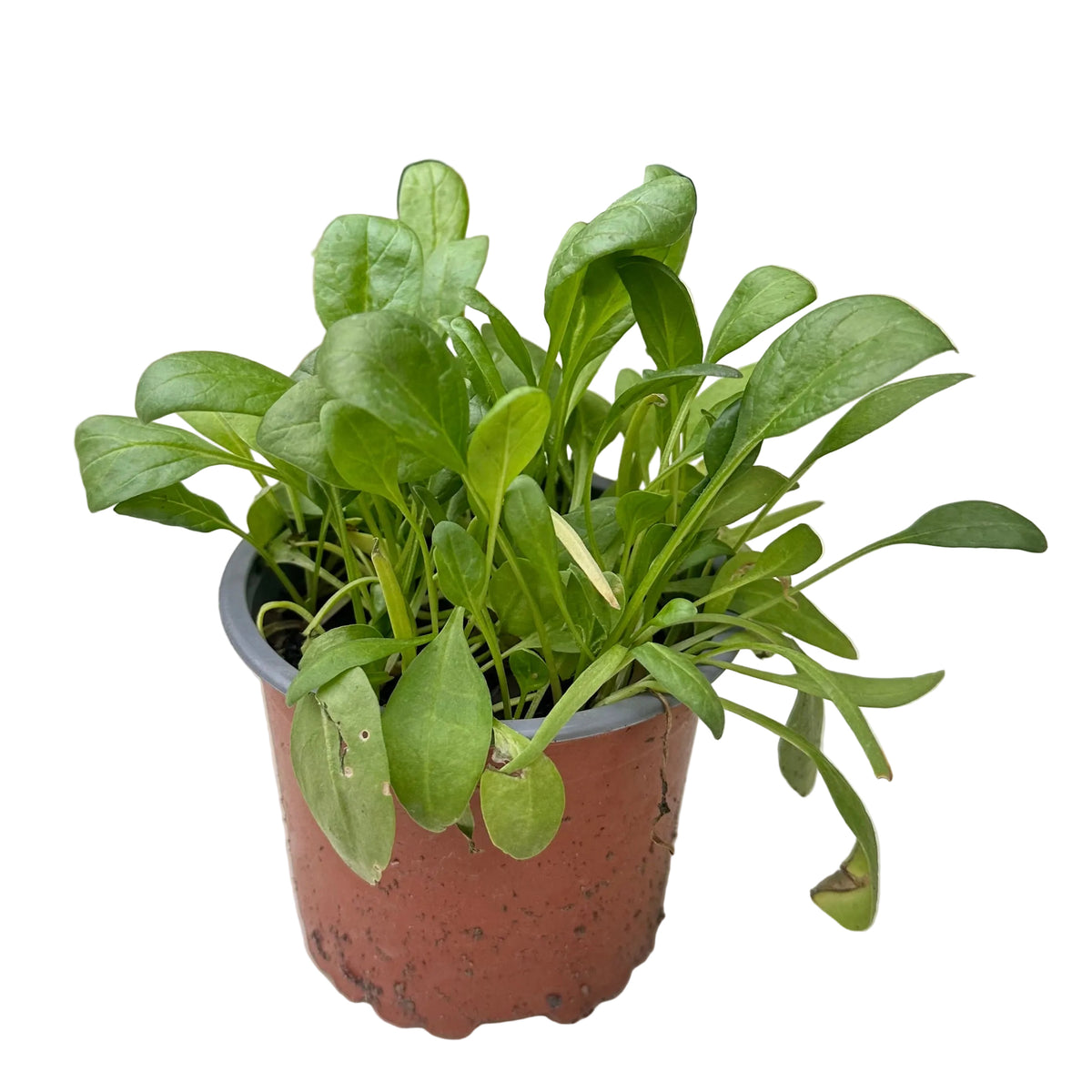 Espinaca